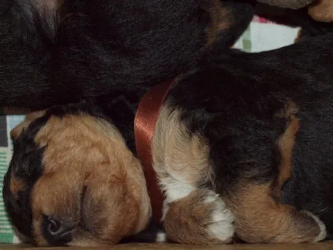 Miot'Y' airedale terrier