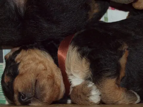 Miot'Y' airedale terrier