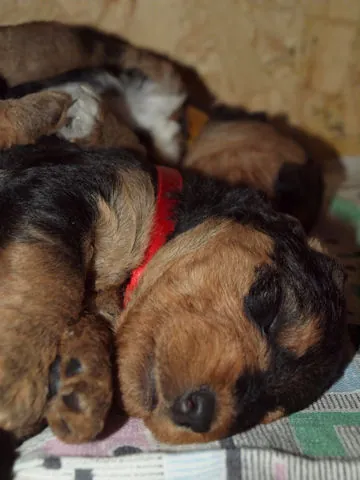 Miot'Y' airedale terrier