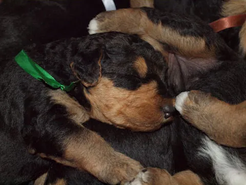 Miot'Y' airedale terrier