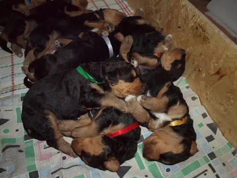 Miot'Y' airedale terrier