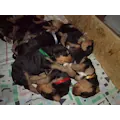 Miot'Y' airedale terrier