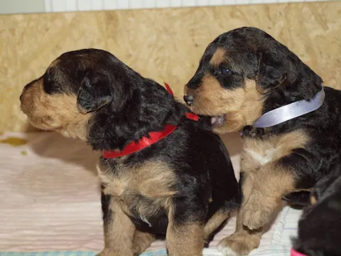 Miot'Y' airedale terrier