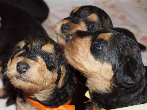 Miot'Y' airedale terrier