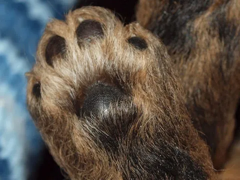 Miot'Y' airedale terrier