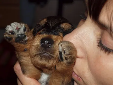 Miot'Y' airedale terrier