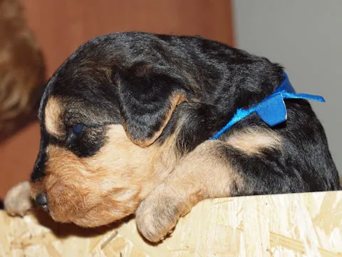 Miot'Y' airedale terrier