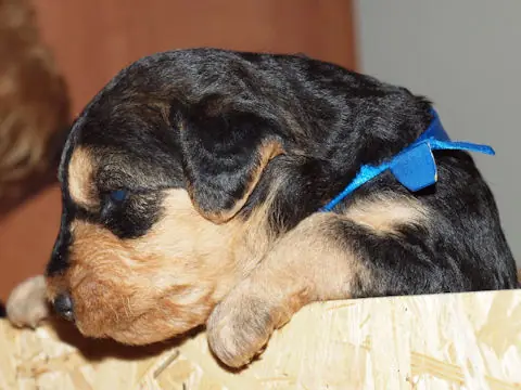 Miot'Y' airedale terrier