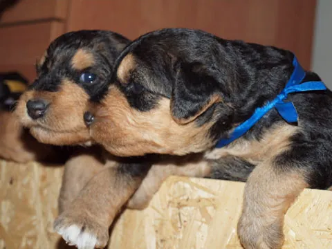 Miot'Y' airedale terrier