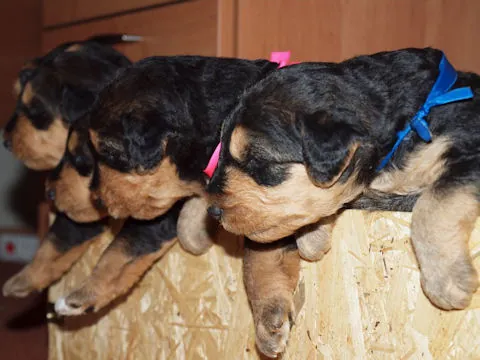 Miot'Y' airedale terrier