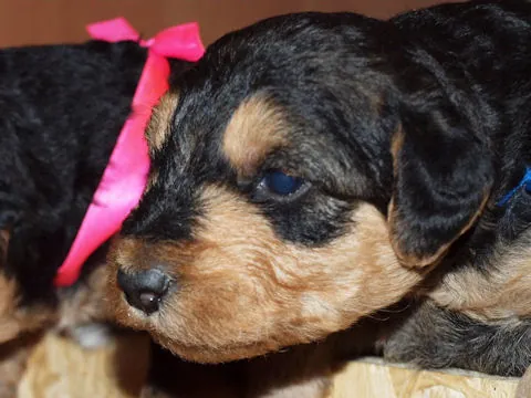 Miot'Y' airedale terrier