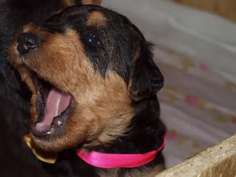 Miot'Y' airedale terrier