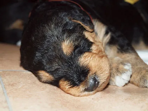 Miot'Y' airedale terrier