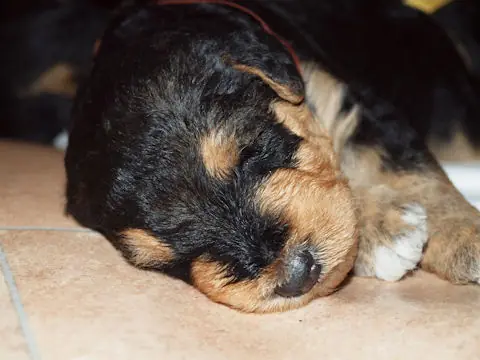 Miot'Y' airedale terrier