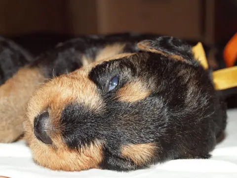 Miot'Y' airedale terrier