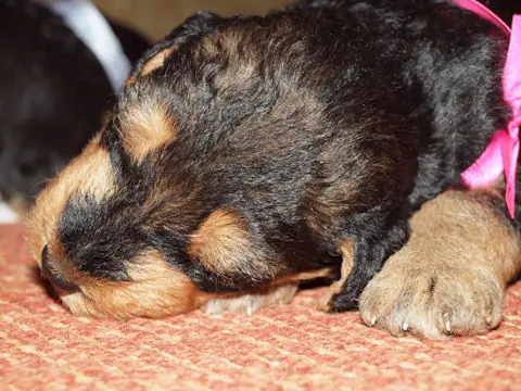 Miot'Y' airedale terrier