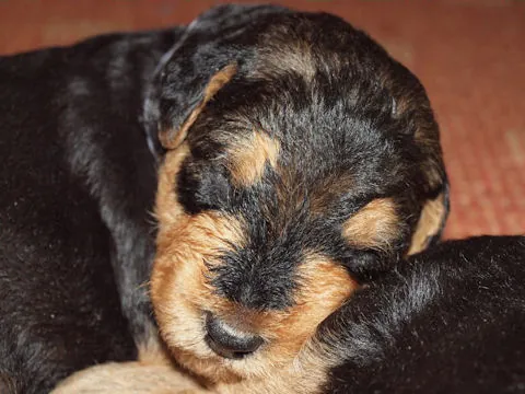Miot'Y' airedale terrier