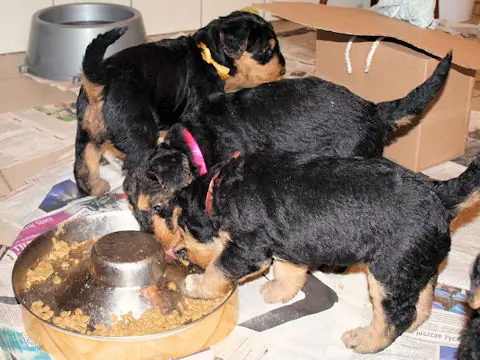 Miot'Y' airedale terrier
