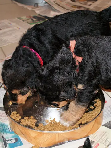 Miot'Y' airedale terrier