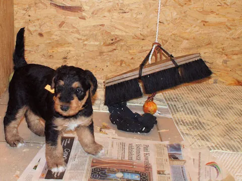 Miot'Y' airedale terrier