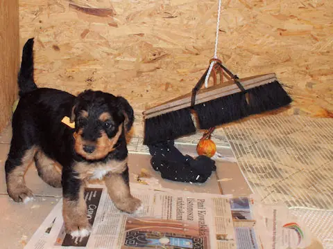 Miot'Y' airedale terrier