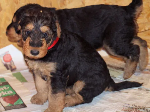 Miot'Y' airedale terrier