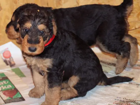 Miot'Y' airedale terrier