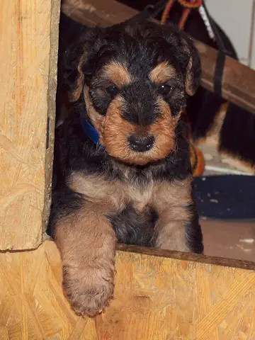 Miot'Y' airedale terrier