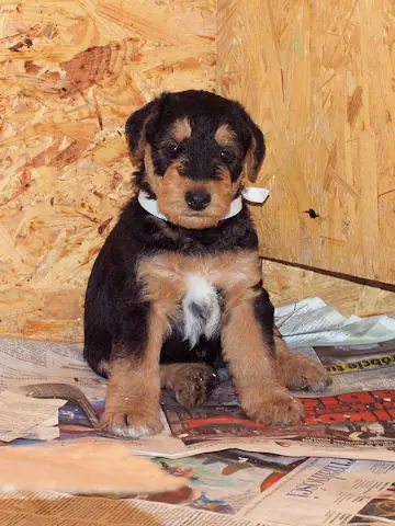 Miot'Y' airedale terrier