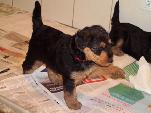 Miot'Y' airedale terrier