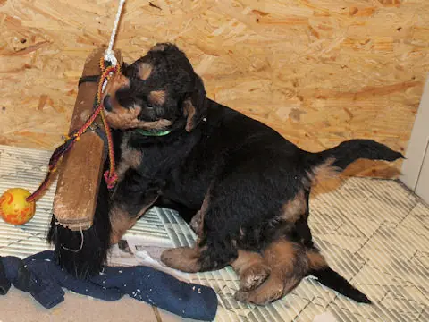 Miot'Y' airedale terrier