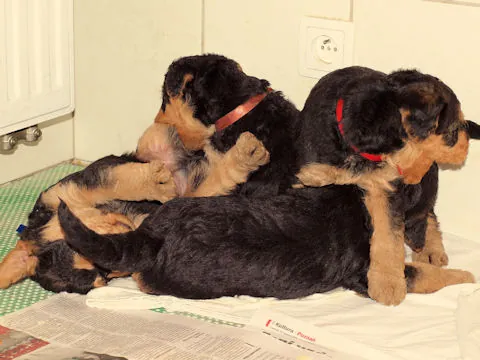 Miot'Y' airedale terrier