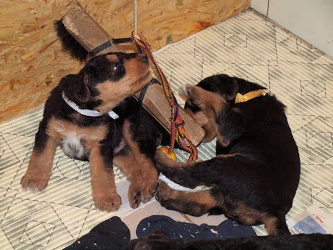 Miot'Y' airedale terrier