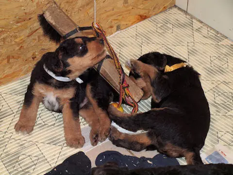 Miot'Y' airedale terrier
