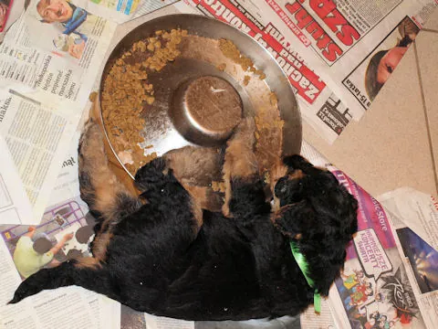 Miot'Y' airedale terrier