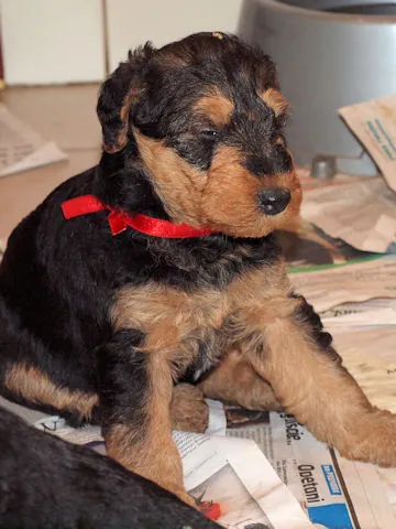 Miot'Y' airedale terrier