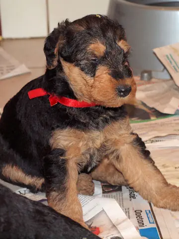 Miot'Y' airedale terrier