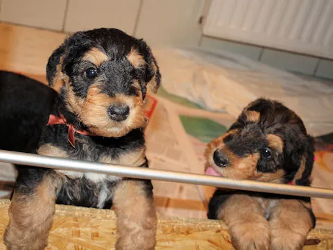 Miot'Y' airedale terrier