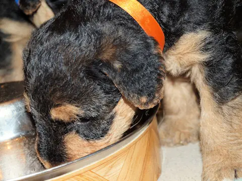 Miot'Y' airedale terrier