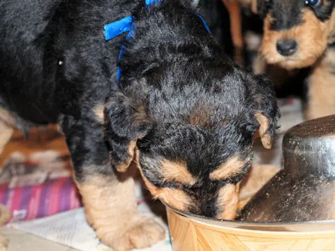 Miot'Y' airedale terrier