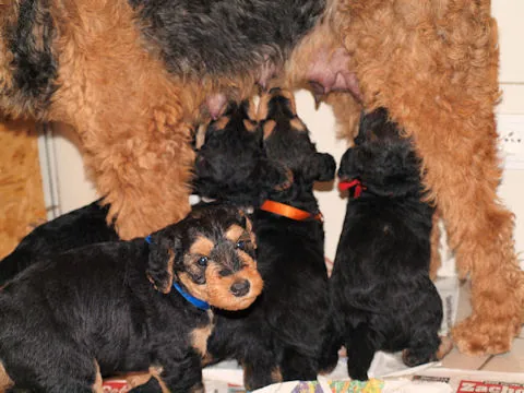 Miot'Y' airedale terrier