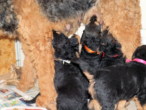 Miot'Y' airedale terrier