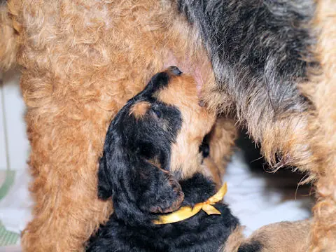 Miot'Y' airedale terrier