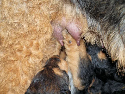 Miot'Y' airedale terrier