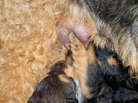 Miot'Y' airedale terrier