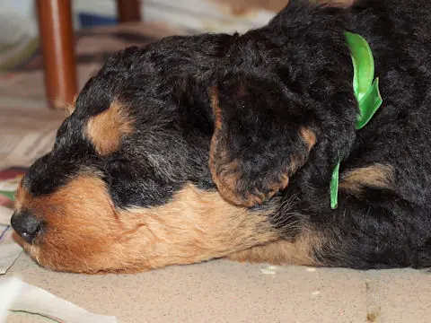 Miot'Y' airedale terrier