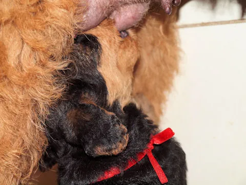 Miot'Y' airedale terrier