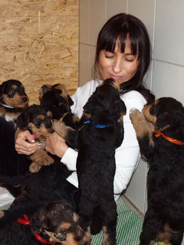 Miot'Y' airedale terrier