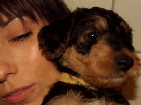 Miot'Y' airedale terrier
