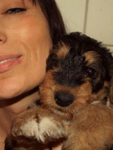 Miot'Y' airedale terrier